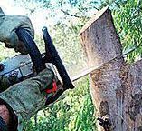 Best Tree Maintenance Programs  in Yorkville, WI