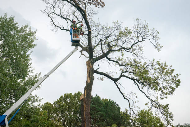 Best Tree Preservation Services  in Yorkville, WI