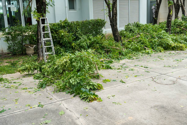 Best Tree Cabling and Bracing  in Yorkville, WI