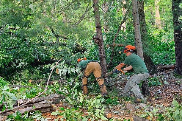 How Our Tree Care Process Works  in  Yorkville, WI