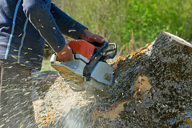 Trusted Yorkville, WI Tree Services Experts